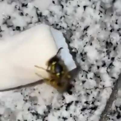 Spinning Bee