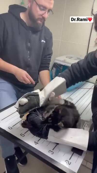 Vet treating a very agressive cat