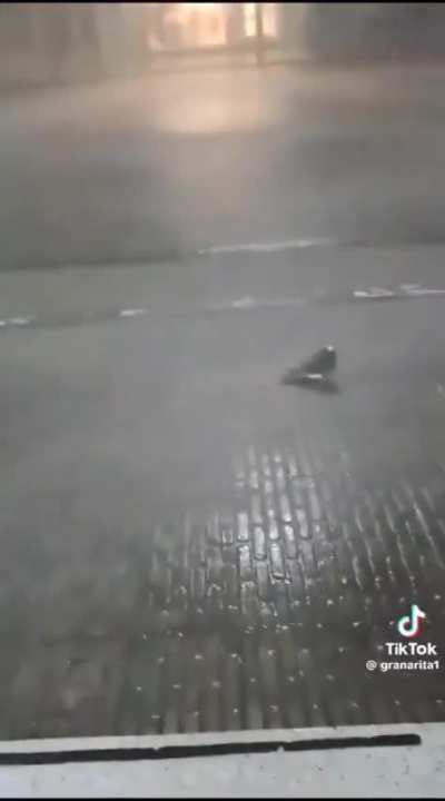 this pidgeon its really motivated