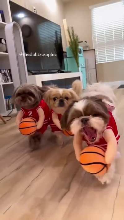 Chicago Bulls❌️ Chicago Pups✅️