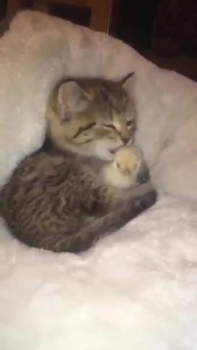 Немного милоты