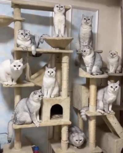 The Magic Cats Unfold