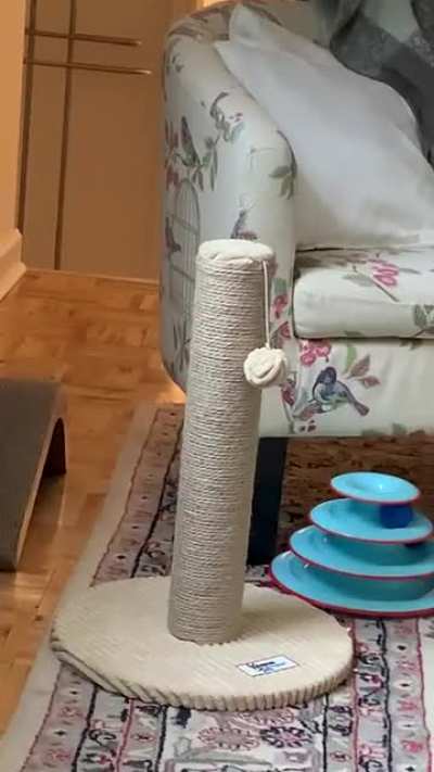 Perfectly good scratching post less than 1 metre away.