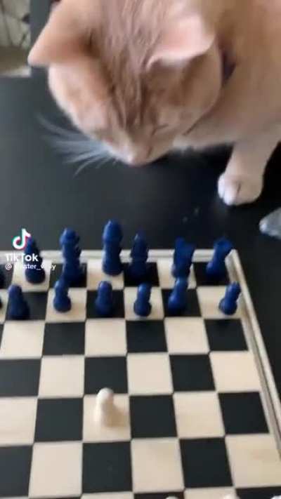 Magnus vs Hans but Magnus is portrayed by a cat