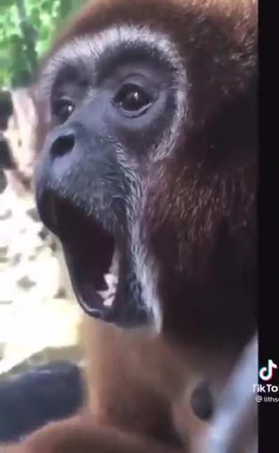 Apes tomorrow morning at 9am