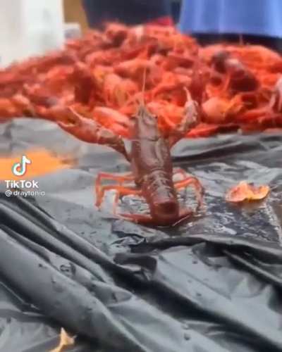 Nooooo😭