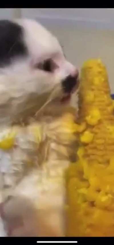 Can I have some corn please sir?