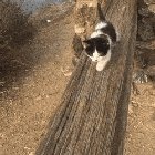Purrfect day for a hike on the Pacific Coast