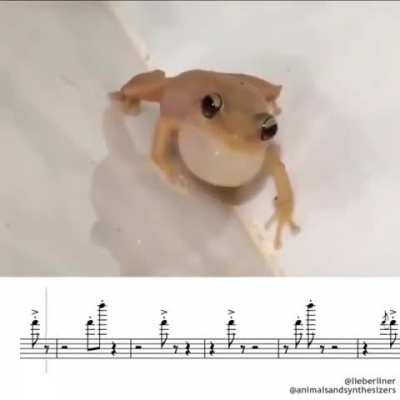 Frog song.