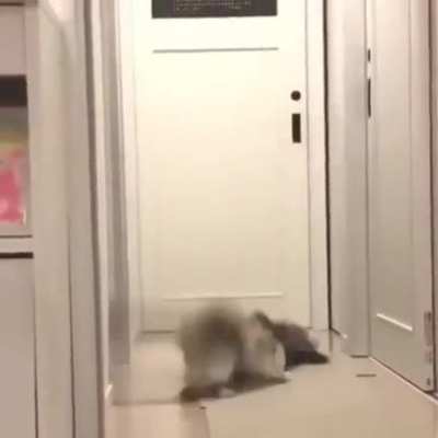 To sneak up on a cat.