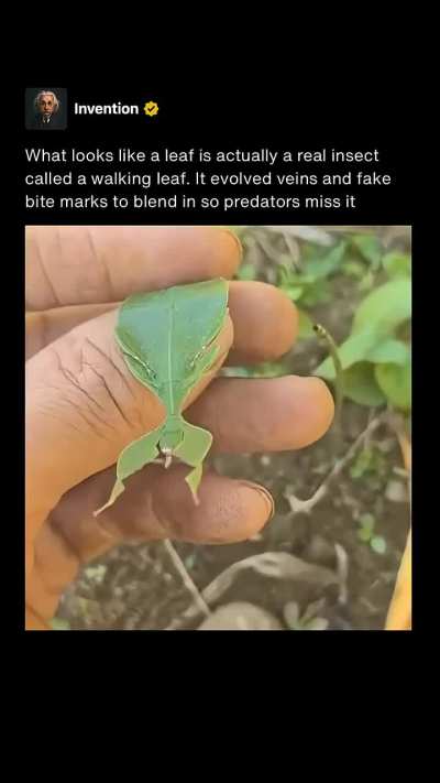 🔥What looks like a leaf is actually a real insect called a walking leaf. It evolved veins and fake bite marks to blend in so predators miss it.