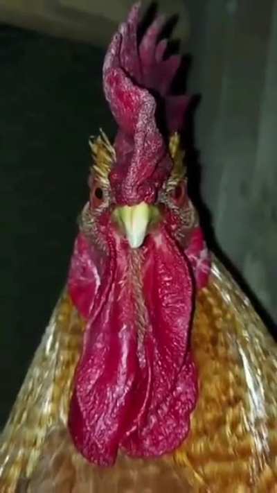 chicken