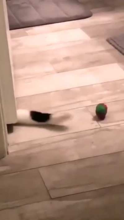 Cats have ascended