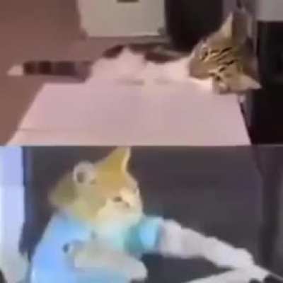 Meow Band