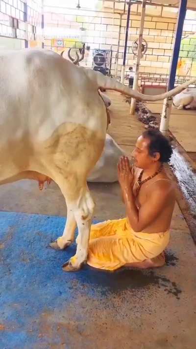 Milk in river and urine in mouth.