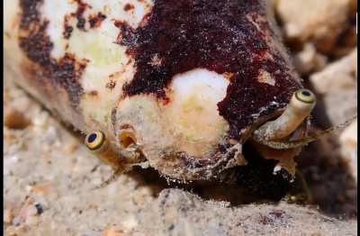 Strawberry conch, Great Barrier Reef