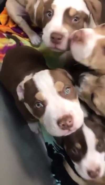 Puppy spam