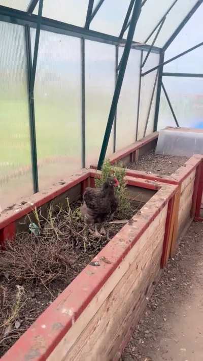 First Crow!
