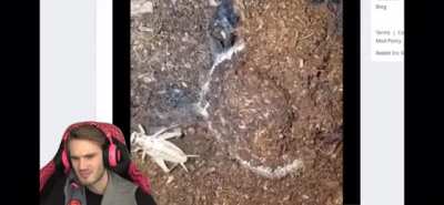 Le spider