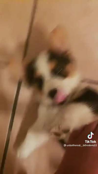 What a good dog