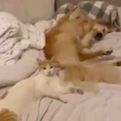 Bonk