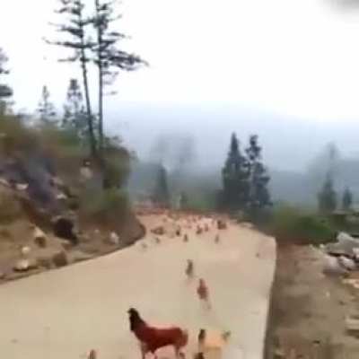 What is the original version of this flutey song?