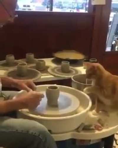 Small cup made by a cat.
