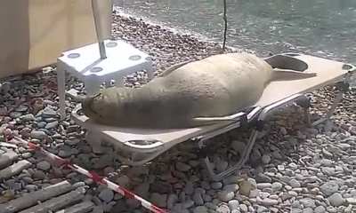 This Mediterranean Monk Seal relaxing on Samos Island in Greece.