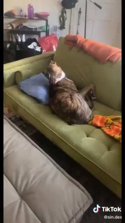 Definitely my spirit animal lmao!