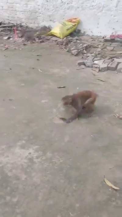 Monke flip