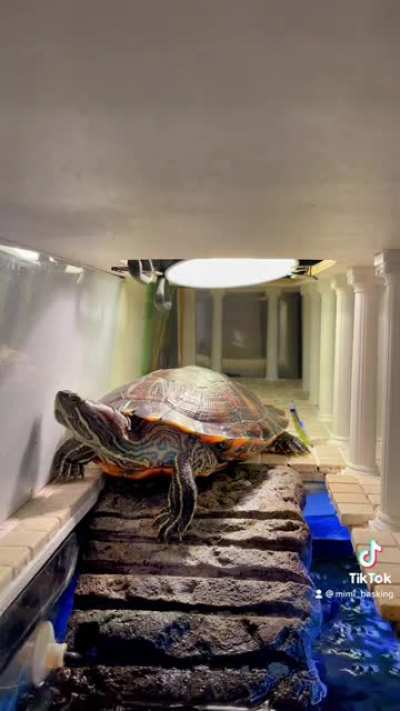 Turtle roar 🐢