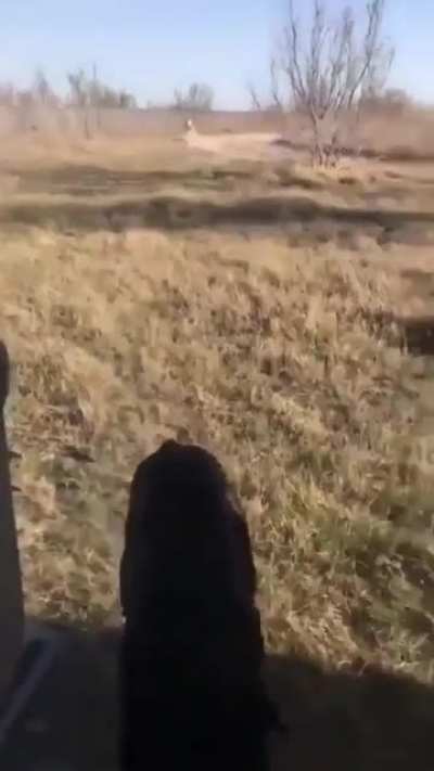 Dogs returning to the car