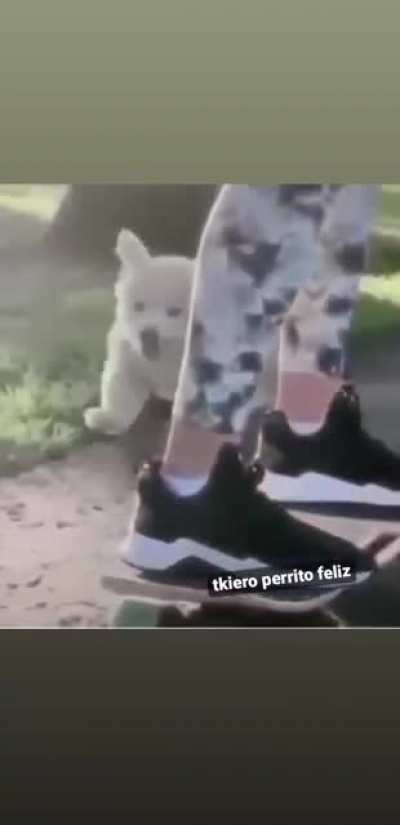 Dejemos nos de tonterías, el perrito feliz es mejor que los peruanos dando vueltas