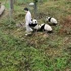 Play with Bear.