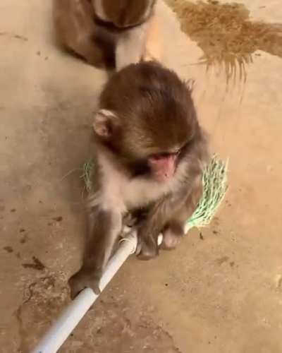 Monkey unlocks new transportation