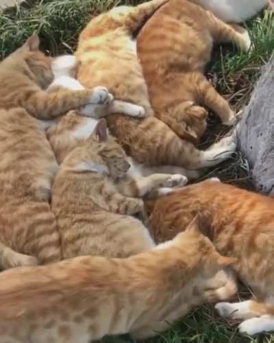 party snuggle