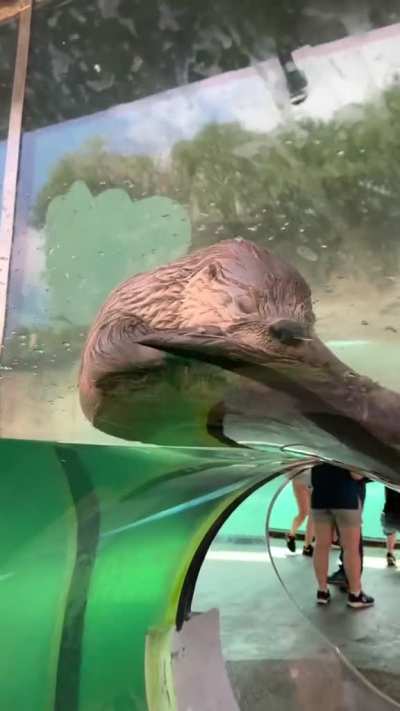 🦦