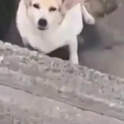 Cachoro