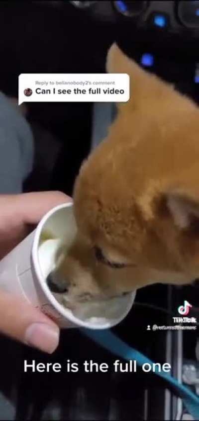 this dog and his icecream