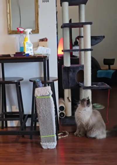 Siberian can't math