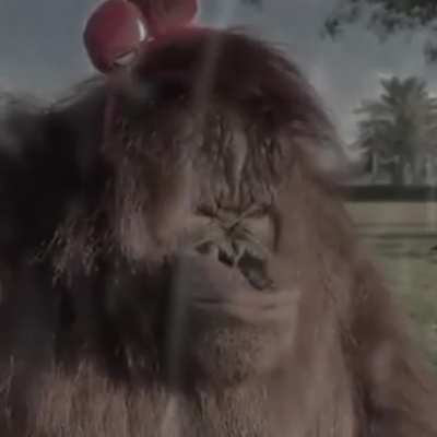 Sad Monke make me sad