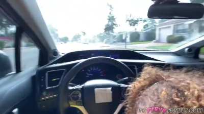 car blow job 