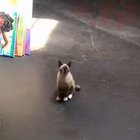 Cat-Like Reflexes