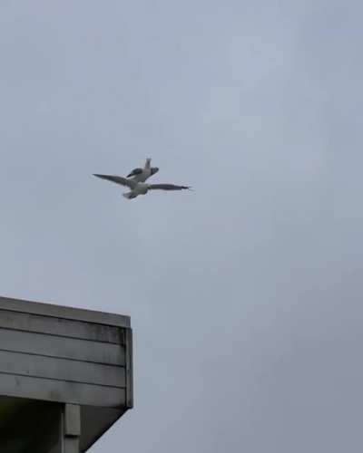 Seagull takes a free ride
