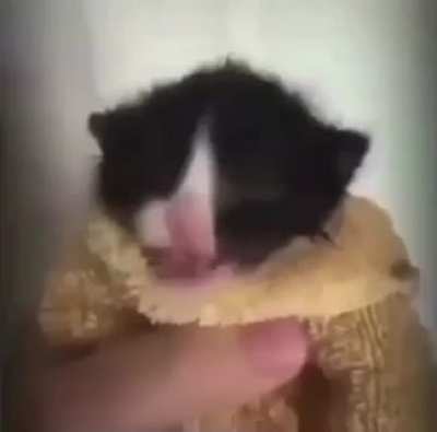 & cat?? 🤨
