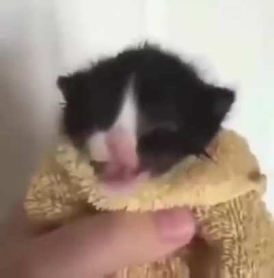 Bi bop da