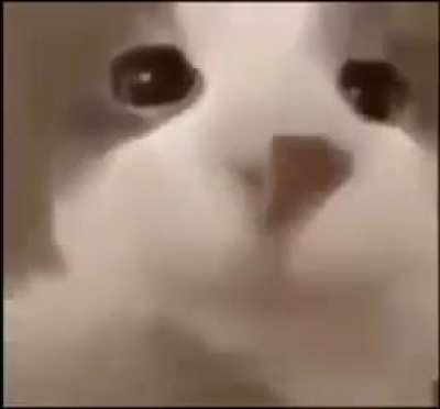 Gato beso (no digan furry ok)