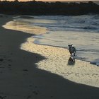 Poo’s favorite beach is on Edisto Island, SC...💕