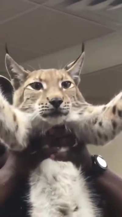 That’s a long cat