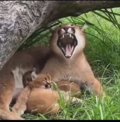 Floppa yawn